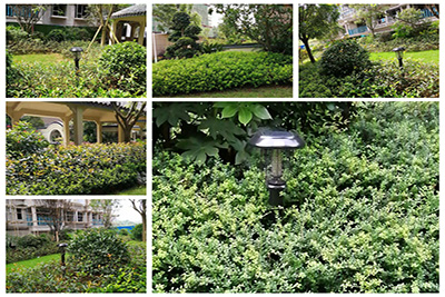 小（xiǎo）區（qū）滅蚊燈綠化帶應用效果