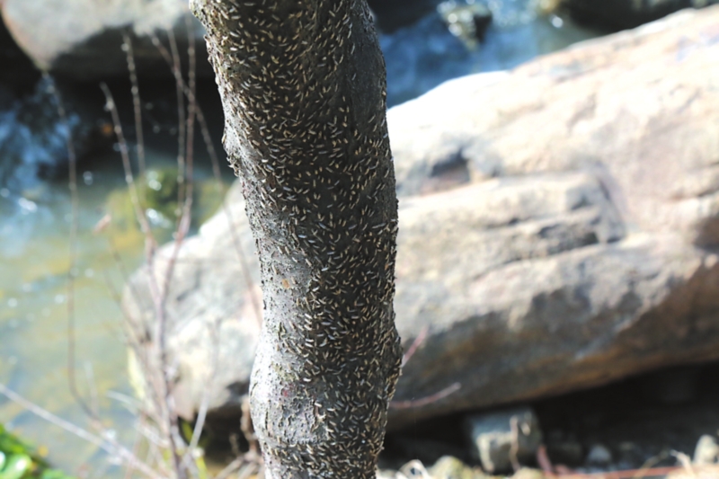 滅蚊燈有效（xiào）嗎