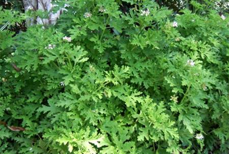 驅蚊植物驅蚊(wén)草 驅蚊植物驅蚊草