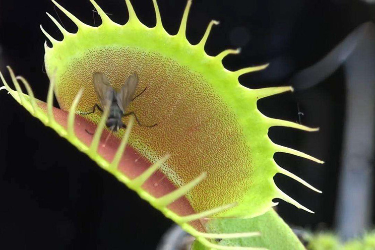 驅蚊植物捕蠅草 驅蚊植物捕蠅草
