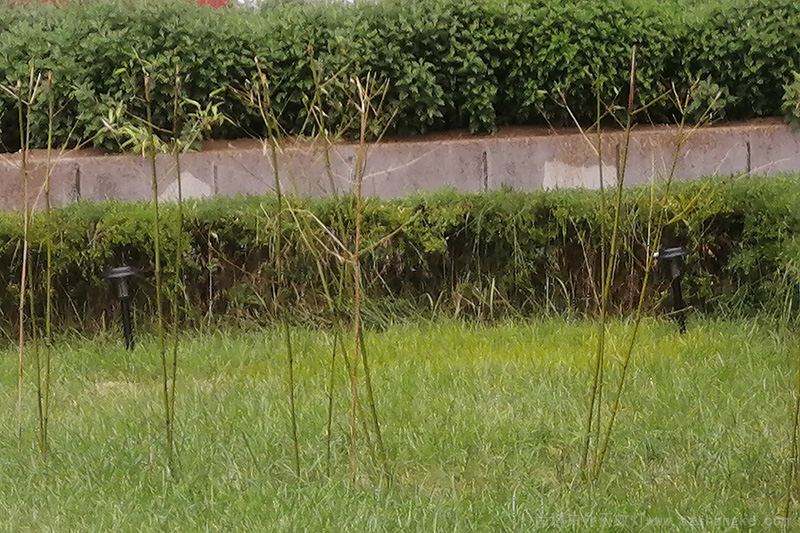 大連101中（zhōng）學學校滅蚊燈