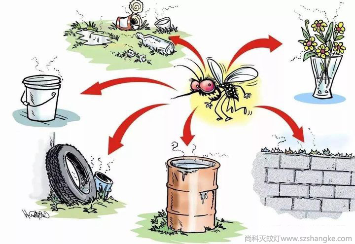 蚊子(zǐ)的棲息(xī)地 蚊子的棲(qī)息地